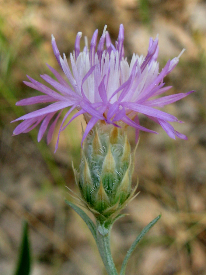 Image of Centaurea stankovii specimen.