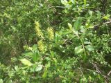 Salix myrsinifolia