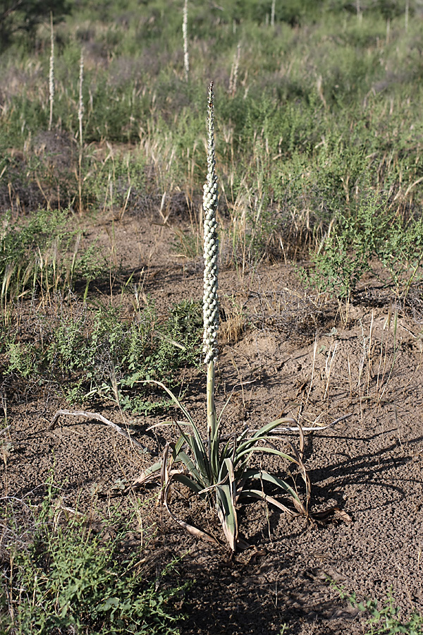 Изображение особи Eremurus inderiensis.