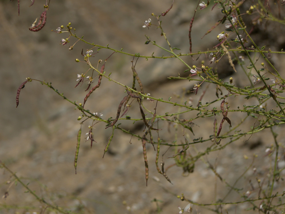 Изображение особи Cleome ornithopodioides.