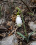 Galanthus plicatus