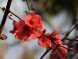Chaenomeles speciosa. Часть ветви с цветками. Южный берег Крыма, г. Ялта, в культуре. 24 марта 2013 г.