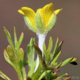 Ceratocephala orthoceras. Цветок и листья. Ростовская обл., Неклиновский р-н, Большенеклиновское с/п, дол. р. Сарматская. 01.04.2013.