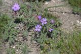 Geranium tuberosum