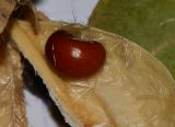 Lagunaria patersonia. Часть створки плода с семенем. Израиль, Шарон, пос. Кфар Шмариягу, в культуре. Собрано 19.11.2013.