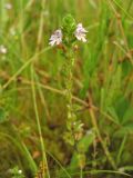 Euphrasia stricta