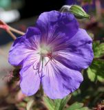 род Geranium. Цветок и бутон. Германия, г. Essen, Grugapark. 29.09.2013.