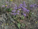 Limonium gmelinii