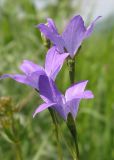 Campanula altaica