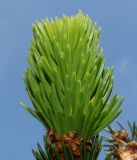 Picea abies. Молодой побег. Германия, г. Дюссельдорф, Ботанический сад университета. 04.05.2014.