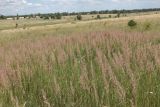 Calamagrostis epigeios. Цветущие растения. Украина, Днепропетровская обл., Криворожский р-н, с. Широкое, склон балки. 15.06.2014.