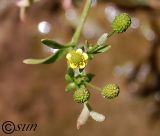 Ranunculus sceleratus