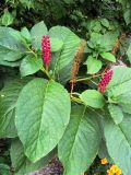 Phytolacca acinosa