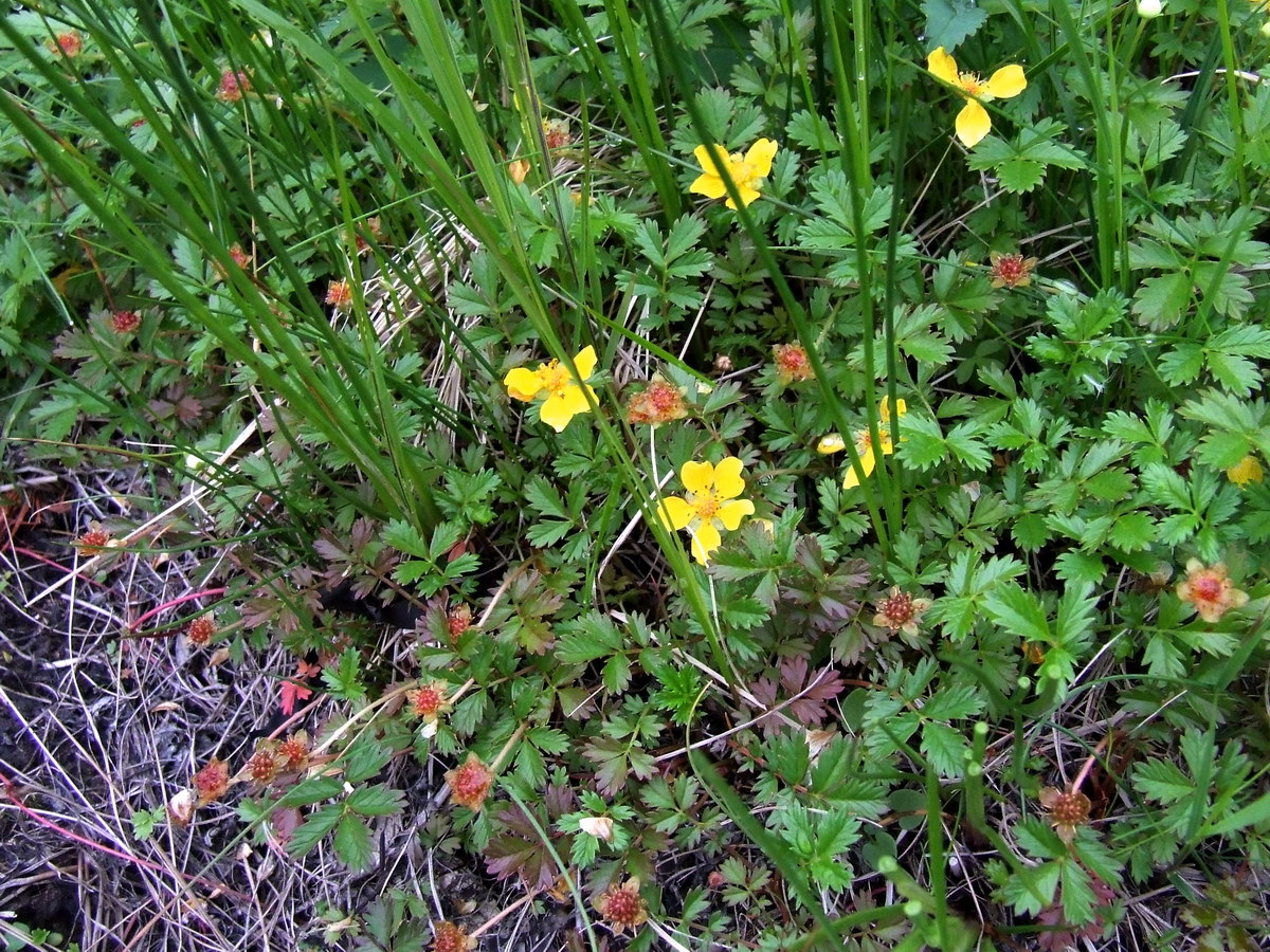 Изображение особи Potentilla anserina ssp. groenlandica.