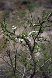 Malus sieversii