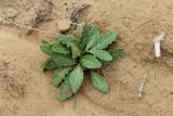 genus Cirsium