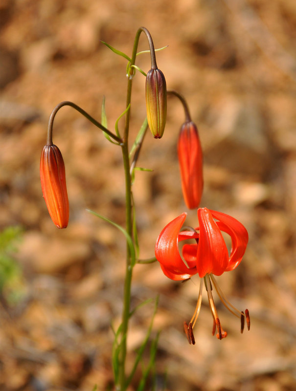 Изображение особи Lilium pumilum.