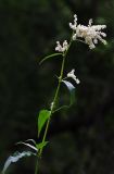 Aconogonon alpinum. Верхушка побега с соцветиями. Республика Алтай, Шебалинский р-н, окр. с. Камлак, долина р. Сема, каменистый берег. 13.06.2015.