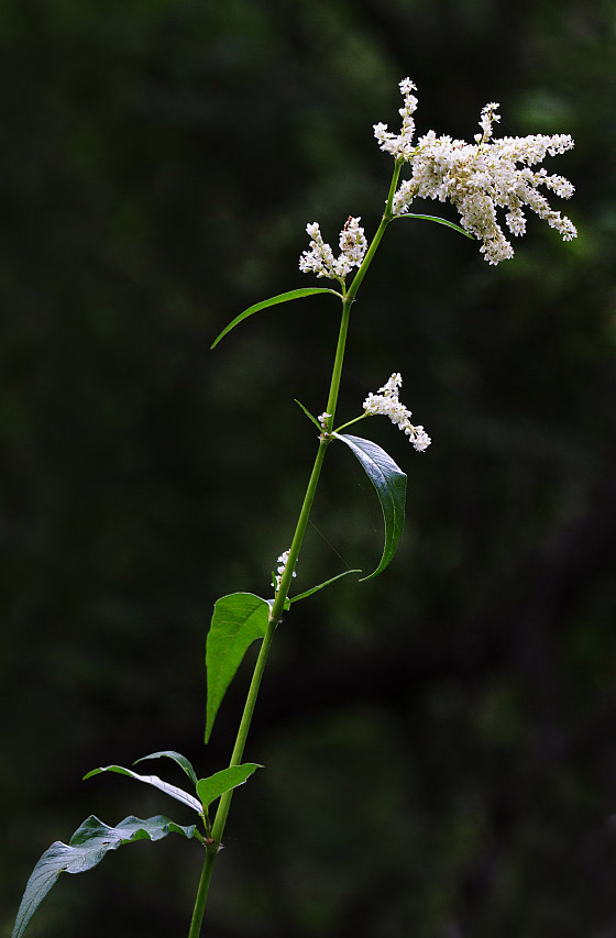 Изображение особи Aconogonon alpinum.