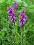 Dactylorhiza euxina. Цветущие растения. Западный Кавказ, плато Лагонаки. 09.07.2008.