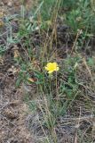 Helianthemum nummularium