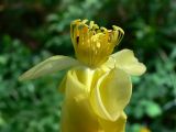 Trollius europaeus