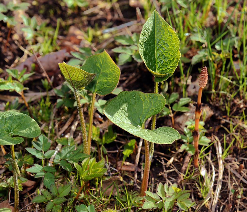 Изображение особи Brunnera sibirica.