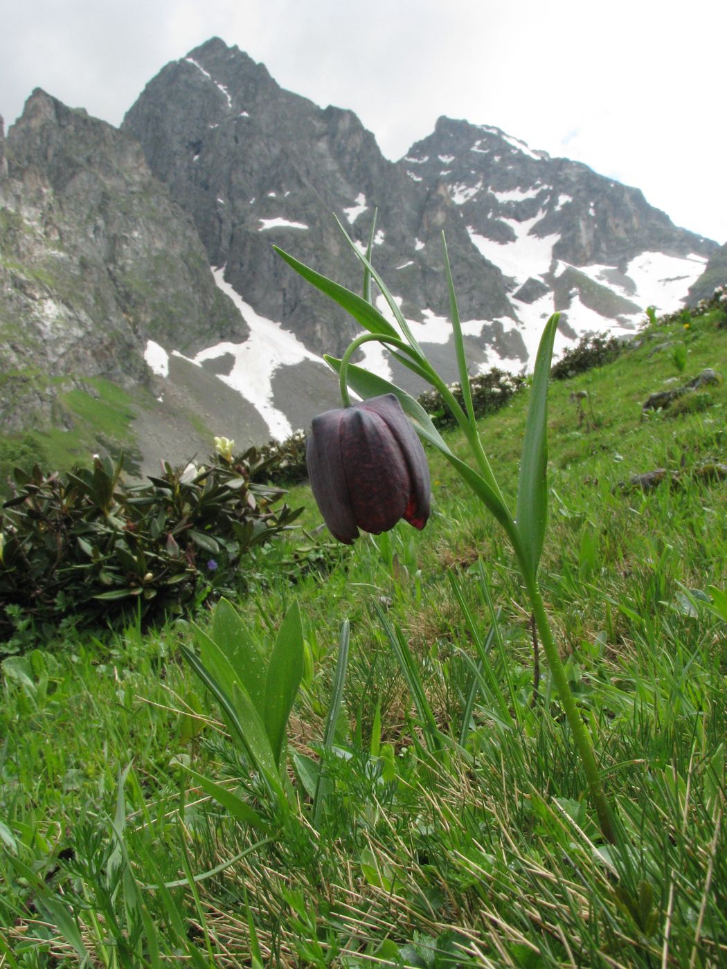 Изображение особи Fritillaria latifolia.