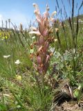 Pedicularis alatauica