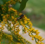 Solidago canadensis