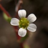 Saxifraga tridactylites