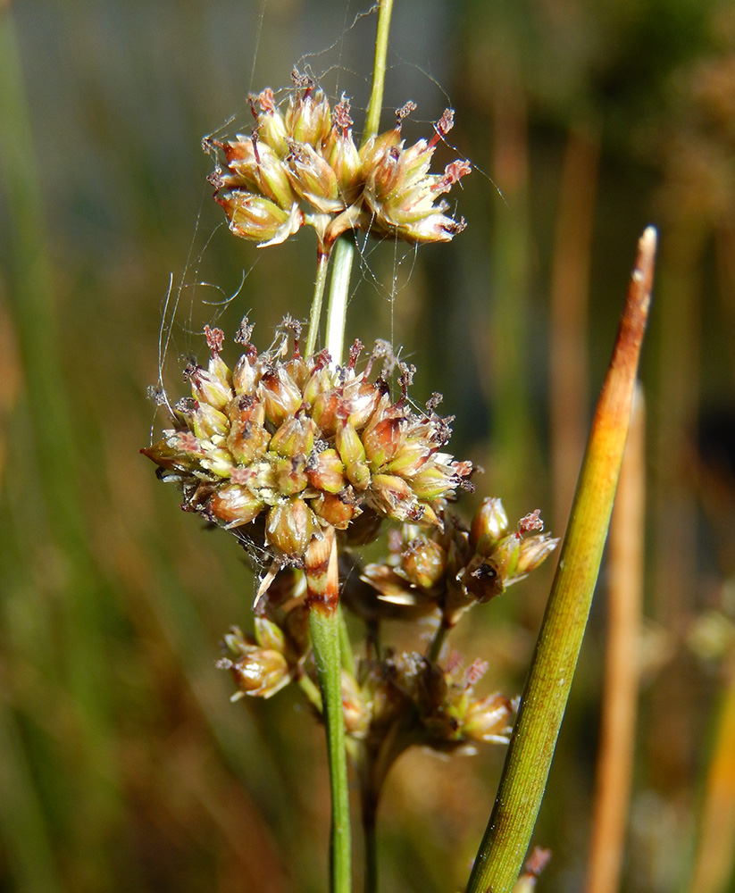 Изображение особи Juncus maritimus.