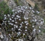 Minuartia recurva