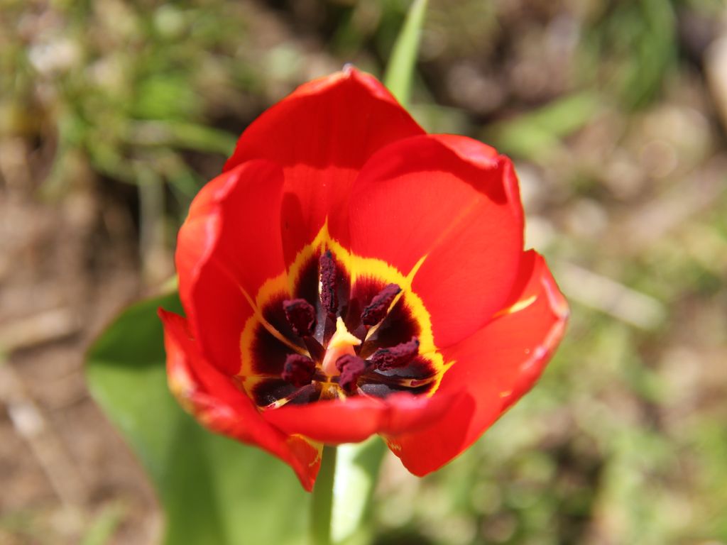 Изображение особи Tulipa fosteriana.