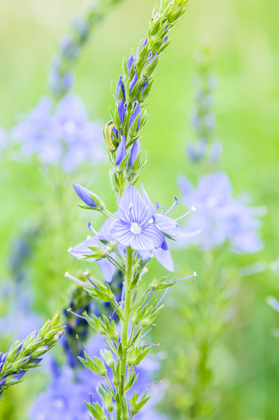 Изображение особи Veronica teucrium.