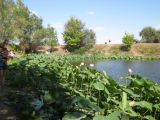 Nelumbo caspica