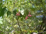 Euonymus latifolius