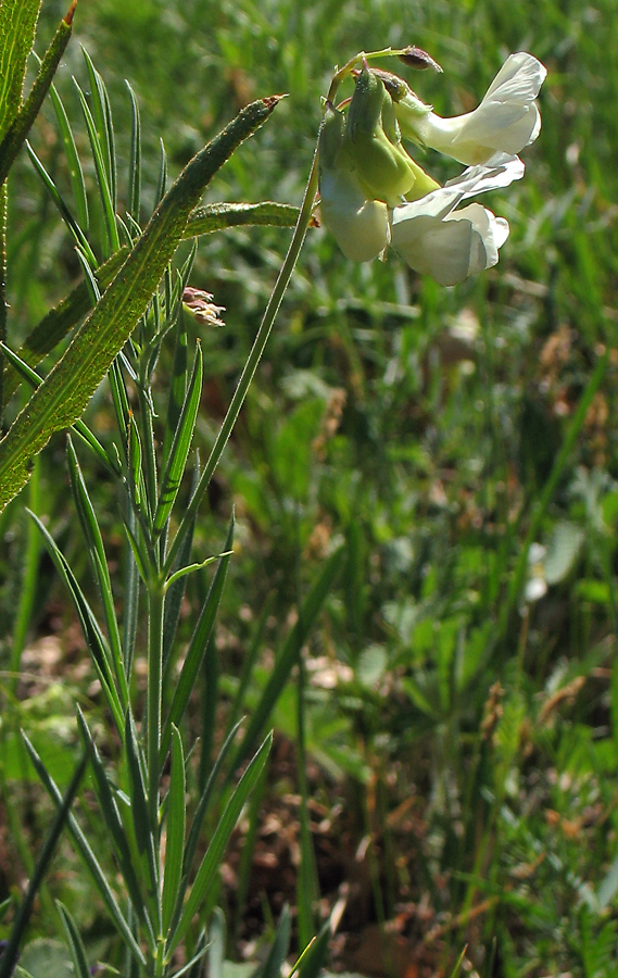 Изображение особи Lathyrus pallescens.