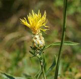 Centaurea orientalis