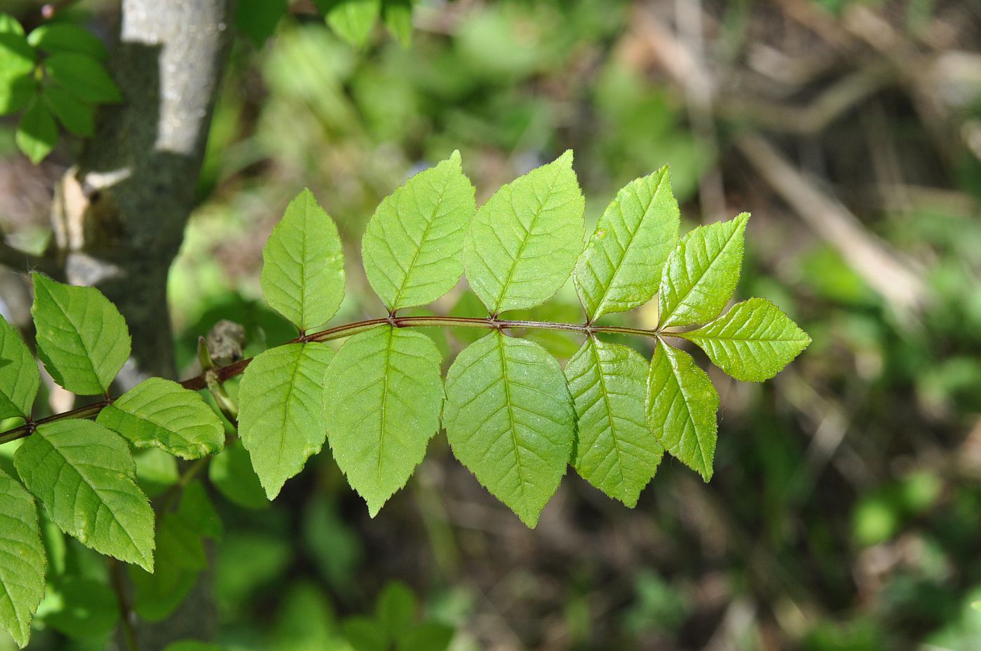 Изображение особи Fraxinus excelsior.