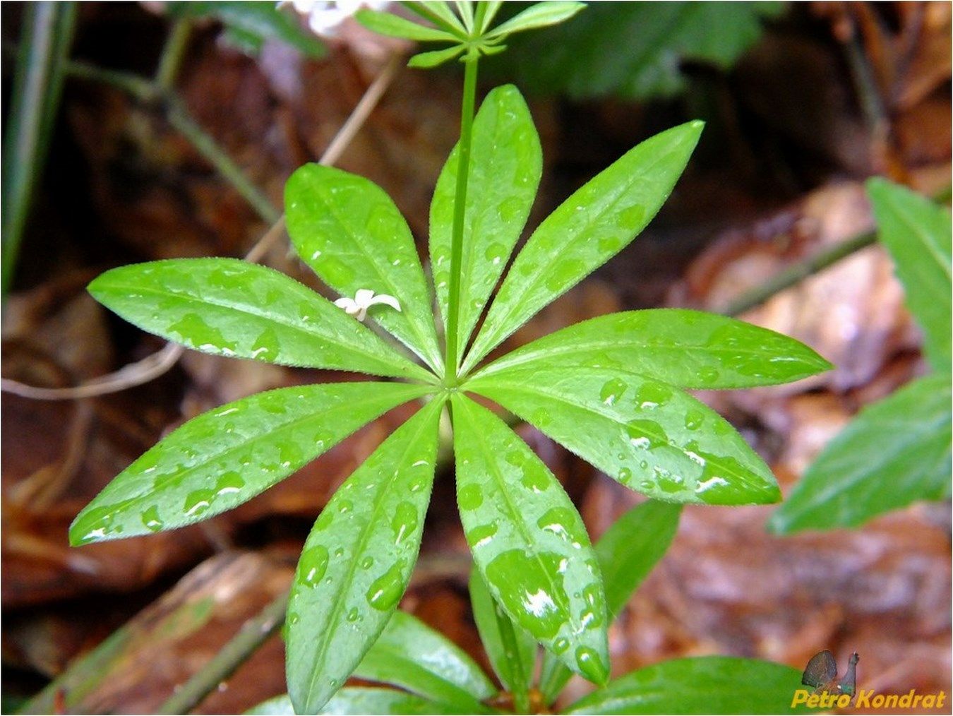 Image of Galium odoratum specimen.