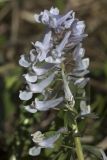 Corydalis solida