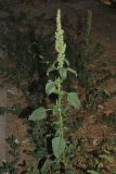 Amaranthus retroflexus. Верхняя часть цветущего растения, обвитое вьюнком (Convolvulus arvensis). Узбекистан, г. Ташкент, окр. археологического памятника \"Актепа Юнусабадская\". 27.08.2016.