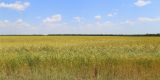 Triticum dicoccum. Поле цветущих растений (сорт \"Руно\"). Ростовская обл., Неклиновский р-н, Фёдоровское с/п. 19.06.2019.