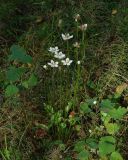 Parnassia palustris