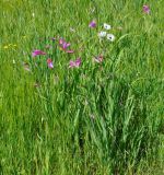 Gladiolus italicus