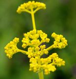 Patrinia scabiosifolia. Соцветие. Приморский край, Ольгинский р-н, окр. с. Милоградово. 11.08.2009.