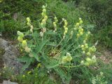 Astragalus maximus