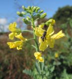 Brassica oleracea разновидность sabellica. Верхушка побега с цветками и кормящейся мухой-журчалкой (Syritta pipiens). Москва, Якиманка, парк Горького, Партер, в культуре. 29.08.2020.