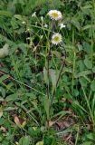 Erigeron eriocalyx